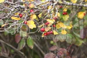 Ripe hawthorn or Crataegus monogyna in autumn