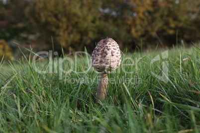 Macrolepiota procera - Photo of parasol mushrooms on grass