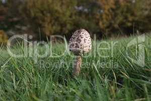 Macrolepiota procera - Photo of parasol mushrooms on grass