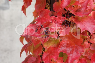 Bright red leaves of wild grapes in autumn