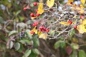 Ripe hawthorn or Crataegus monogyna in autumn