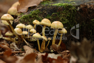 Brown forest mushrooms grew on a fallen tree