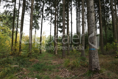 Trunks of trees in a coniferous forest