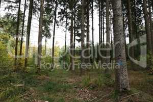 Trunks of trees in a coniferous forest