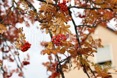 Red rowan berries on the rowan tree branches