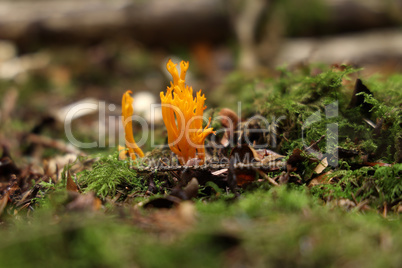 Calocera viscosa, commonly known as the yellow stagshorn