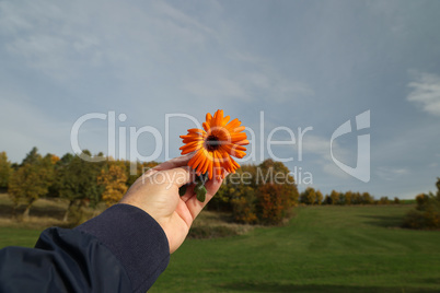 Bright orange calendula flower in hands on a landscape background