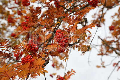 Red rowan berries on the rowan tree branches