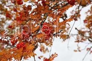 Red rowan berries on the rowan tree branches