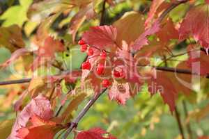 Ripe red viburnum berries on a bush