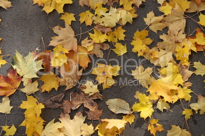 Maple leaves lie on the sidewalk in autumn