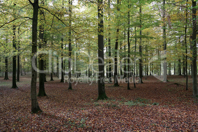 Beautiful beech forest in the morning light