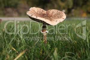 Macrolepiota procera - Photo of parasol mushroom on grass