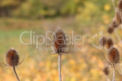 Dry flower of thistle in a field in autumn
