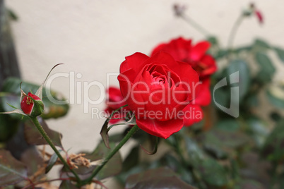 Red Roses on a bush in a garden