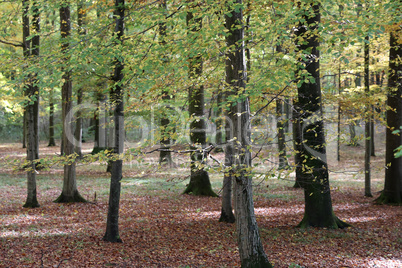 Beautiful beech forest in the morning light