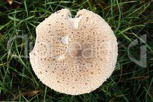 Macrolepiota procera - Photo of parasol mushroom on grass