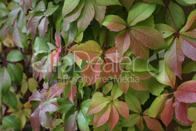 Bright red and green leaves of wild grapes