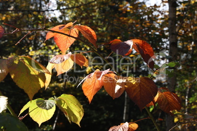 Bright autumn leaves on tree branches in the forest