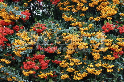 Pyracantha branches with bright orange ripe berries