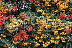 Pyracantha branches with bright orange ripe berries