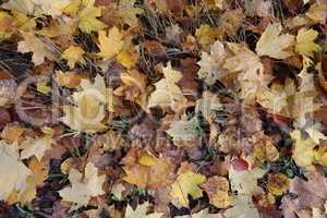 Maple leaves lie in the grass in autumn