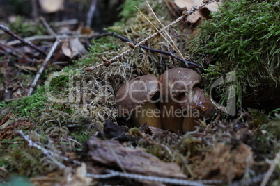 Beautiful boletus edulis mushroom in amazing green moss