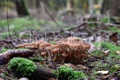 Autumn mushrooms grow in the forest on a stump