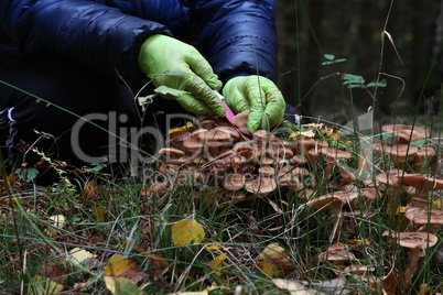Mushroom picker cuts mushrooms with a knife