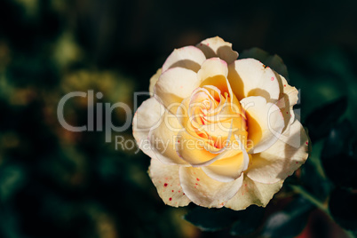 White rose bud in a garden