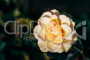 White rose bud in a garden