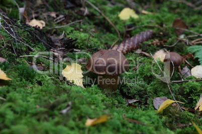 Beautiful boletus edulis mushroom in amazing green moss