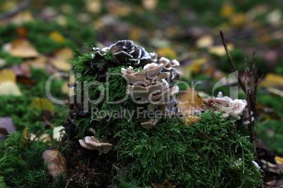 Autumn mushrooms grow in the forest on a stump