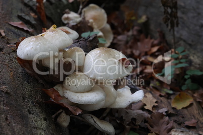 White forest mushrooms grew on the fallen tree