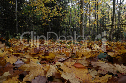 Fallen yellow leaves in the forest in autumn