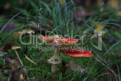 Closeup of amanita muscaria mushroom in forest