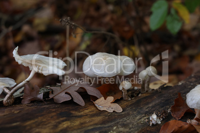 White forest mushrooms grew on the fallen tree