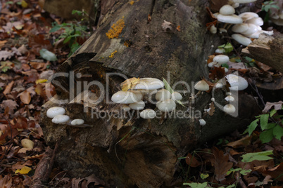 White forest mushrooms grew on the fallen tree