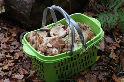 Trash with mushrooms collected in the forest