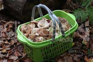 Trash with mushrooms collected in the forest