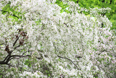 cherry-tree flower