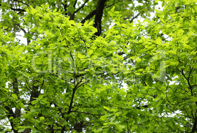 young oak leaves