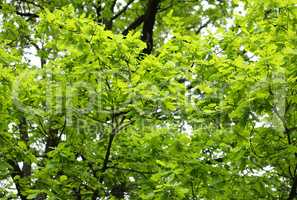 young oak leaves