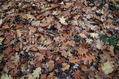 Fallen from a tree leaves in the forest in autumn