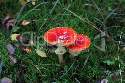 Closeup of amanita muscaria mushroom in forest