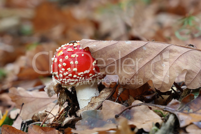 Closeup of amanita muscaria mushroom in forest