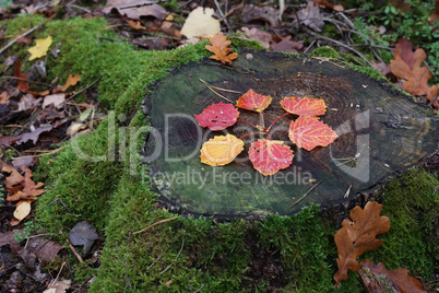 Autumn leaves are laid out on a stump in the form of a flower