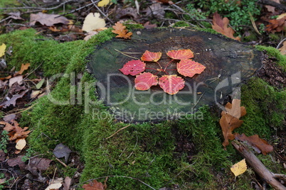 Autumn leaves are laid out on a stump in the form of a flower