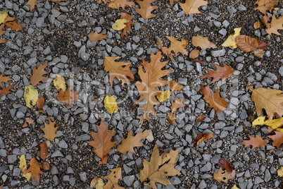 Fallen from a tree leaves in the forest in autumn