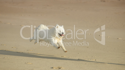 samoyed dog